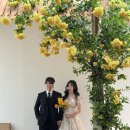 헤어살롱 | W26. 헤어변형 연둣빛살롱 후기🌿