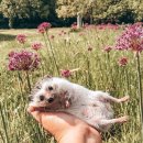 본 동물 건강검진영상센터 이미지