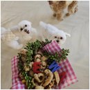 엄마 잘 다녀와 | 일산애견유치원에서 색다른 경험, "엄마 잘 다녀와" 후기!