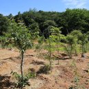 우림제1농장 이미지