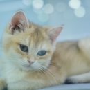 껌딱지펫 이미지