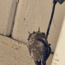 Breaking News #2 Humming Bird Update 이미지