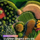 모노컬쳐
