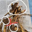 뿌리 이미지