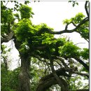 진고개약국 이미지