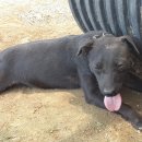 오뉴월 개팔자 이미지