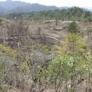 황금 소나무 이미지