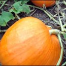 풍요의 계절 이미지