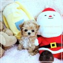 미앤유펫 강아지 고양이 원주점 | 미앤유펫과 함께하는 행복한 강아지분양 이야기