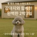 어썸(Awesome)PC 카페 | 🏝 제주 애견동반 숙소 어썸 스테이 후기 (연박/조식포함/반려동물용품구비)