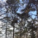 120.산림욕장_1 이미지