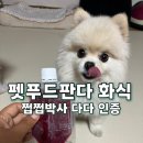 펫푸드판다 화식 후기 | 쩝쩝박사 다다가 먹어본 핸드메이드 강아지 화식