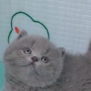 프리미엄먼치킨 이미지
