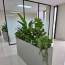 삼미상사 | [공지] 조화 식물 조경, 플랜트박스 조경으로 연출한 사무실 플랜테리어