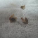 조양래동물병원 | 2009.10.24 조양래동물병원 스켈링 후기