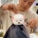 댕댕이묭실 이미지