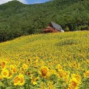 매화골산촌 - 정선군 매화동길 504-7 | 매화골산촌