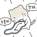 고양이묭실 이미지