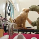 왈왈 살롱 이미지