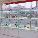 퍼스트독앤캣 이미지