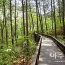 경기도, 경기둘레길 중 녹음 짙은 숲길 명소 3개소 추천 이미지