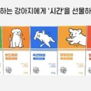 보드랍개 이미지