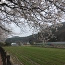 은석초교 | 북면 위례벚꽃축제 : 2026년 북면 위례벚꽃축제 후기(숑숑이를 곁들인)