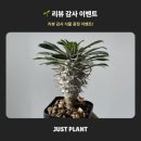 저스트플랜트 리뷰 감사 이벤트