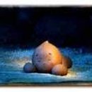 강아지 똥 이미지