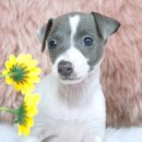 순광켄넬 이미지