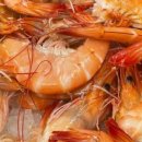 대교왕새우 이미지