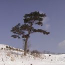 소나무목장 이미지