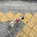 331멍발소 네이버블로그