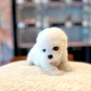 미니PICK 이미지