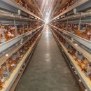 대비농장2 이미지