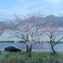섬진강휴게소 벚꽃 이미지