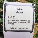 장미꽃사이로 이미지