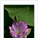 송해면-4 이미지