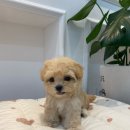 부산강아지분양 하이퍼피 이미지