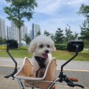자전거여행 | 시흥 강아지 자전거여행 배곧한울공원 투개더 이용후기