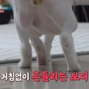 뚱냥이네 이미지
