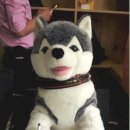 브라우니 이미지