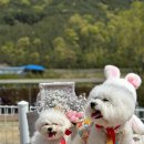 사림동139 | 창원애견유치원 벨르시앙 창원점 봄 소풍 후기