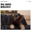 개님살롱 레이크사이드 이미지