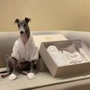 르라움 애견호텔 신암점 이미지