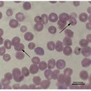 스텔라동물의료센터 이미지