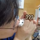스테이 인가 네이버블로그
