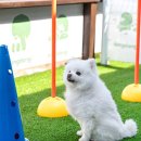 강릉댕댕이애견펜션블루 네이버블로그