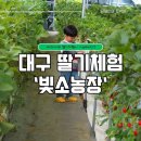 베비랑어린이집 | 가볼만한 곳 팔공산 '빛소농장' 딸기따기+딸기청만들기+딸기아이스크림만들기+동물체험 한 번에! 체험 후기