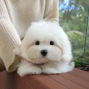 강아지고양이 미유펫 청주점 이미지